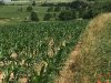 Država nema novca za nadoknadu štete od travanjskog mraza