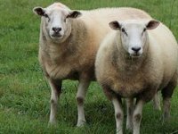 OPG Žabić unatoč izazovima svoju agrarnu budućnost vidi u ovčjem mlijeku i mesu