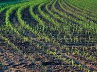 Rekordne cijene sjemena dovele ratare u nedomicu: Posijati tavanušu ili certificirano?