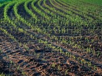 Seljaci se masovno zadužuju uoči sjetve