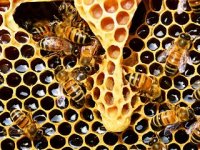 Vjerovali ili ne, ovaj startup proizvodi cjepiva za pčele. Evo zašto je to silno važno