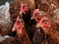 Mladi i hrabri hrvatski poduzetnik proizvodnjom kopuna ruši rekorde