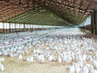 Ukrajinska MHP Grupa odustaje od megafarme u Sisačko-moslavačkoj županiji