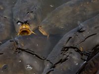 Izlov ribe: domaći šarani za Veliki tjedan