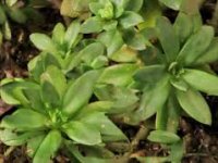 Kad sukulenti cvjetaju? Zna Velebit Kalinić koji je otvorio ovu neobičnu cvjećarnicu