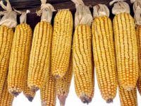 Kukuruz koji seljaci sada beru nije za stoku - posebno ne za svinje