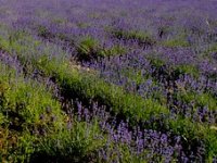 Uhodana prodaja preko interneta OPG-u Lučić omogućila opstanak i širenje posla