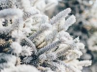 Uzgoj svinja zamijenio nordijskim jelama: kupci izaberu, Mario Beranek ih siječe pred Badnjak