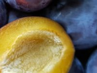 Voćar Ivica Pavičić: Kad imaš znanje i iskustvo, a teorija ti odlučuje o sudbini