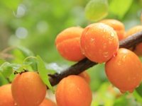 Hrvatske marelice osvajaju europsko tržište