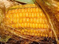 Globalna proizvodnja kukuruza upisat će apsolutni povijesni rekord