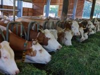 Tov junadi je prvak poljoprivredne 2025. godine