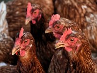 Najveća pileća farma u Hrvatskoj bit će gotova do kraja 2025. Uskoro će tražiti dobavljače