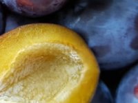 Berba šljiva u punom jeku, ekstremni vremenski uvjeti smanjili urod