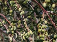 Želimir Badurina: Ulje od divljih lunjskih maslina ima milijun fenola