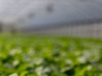 Biostimulatori, hortikultura i inovacije: prof. dr. sc. Nada Parađiković otkriva kako se gradi održiva biljna proizvodnja