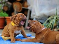 Tvrtke i karijere: PET Centar promijenio ime radi širenja na strana tržišta