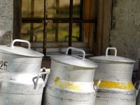 Raste proizvodnja tovnih goveda - ali i uvoz junadi