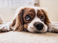 Industrija hrane za kućne ljubimce bilježi veliki rast