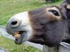 Mlada povratnička obitelj uživa u svom malom zoološkom vrtu na otoku Rabu