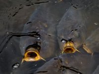 Smuđ ide za Njemačku, a love ga stranci