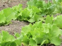 Površine padaju, ali ubrano više salate: Njih 10 drži pola domaćeg tržišta