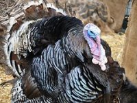 Uzgoj zagorskih purana u Slavoniji, Željko Požega: Isplativo samo kao dopunski posao