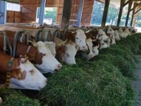 Dr.sc.  Dragan Solić: Od mljekare u Starom Petrovom Selu do komunikatora godine