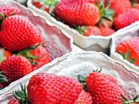 Jagode iz Vrgorca ove godine su slađe nego ikad, ali ih nikad nije bilo manje