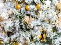 Zvonimir Crnković: Božićna drvca zahtijevaju desetljeće pažnje, strpljenja i stručne njege