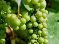 Panenić: Vina sumnjive kvalitete dolaze na tržište po dampinškim cijenama