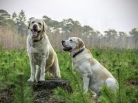 Riječanka Marina je 2019. oduševila javnost svojim startupom. Nagrađenu ideju “ubila” je, međutim, hrvatska birokracija