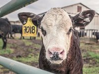 Stočari na "koljenima" zbog velikih poremećaja na tržištu