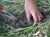 Zvali su ih smrdljivi krumpiri i bacali. Kako su tartufi postali vrijedan izvozni prozvod?