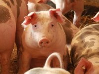 Žito grupa obnavlja veliku farmu svinja u Marinovcima