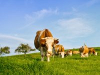 Siniša Dreta: Kad bi cijena mlijeka bila 3,5 kune bili bismo na pozitivnoj nuli