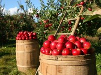 U otkupu jabuke najmanje 4 kn/kg, na policama 12 kn