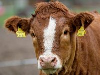 Koju pasminu goveda odabrati za visoku mliječnost?