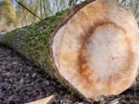 Radovi na izgradnji Panonskog drvnog centra kompetencija u Virovitici u sklopu EU projekta vrijednog 45 milijuna kuna