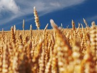 Godina je teška za ratare, ali ako se ne uloži u ovu jesensku sjetvu, iduća će biti još teža