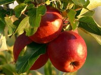 Miroslav Kolić uz osiguranje i lovca na mraz uspješno očuvao urod voćnjaka