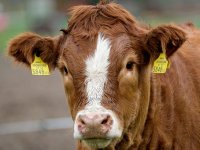 Branko Kolak: Da nismo uvozno ovisni, ne bismo toliko bili izloženi bolestima stoke