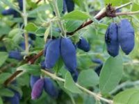 Branimir Juranić ima jednostavan cilj - imati najbolju plantažu haskapa u Hrvatskoj. I na odličnom je putu!