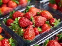 Počela je berba, iako se očekuje manji urod. Cijena ostaje ista