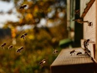 OPG Knežević Adam: Tradicionalno pčelarstvo s modernim zaokretom