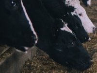 Govedarstvo 2020: Veći broj farmi s robotskom mužnjom, a najviše se uvozilo teladi za tov