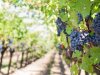 Vinova loza u Hrvatskoj - tko su TOP 10 proizvođača?