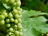 Prva berba grožđa - strojnim beračem na gusjenicama