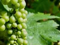 Ne prijavite li berbu grožđa, čeka vas kazna i do 10.000 kuna?