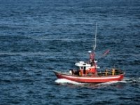 EK reže ulov srdela i inćuna za 60 posto